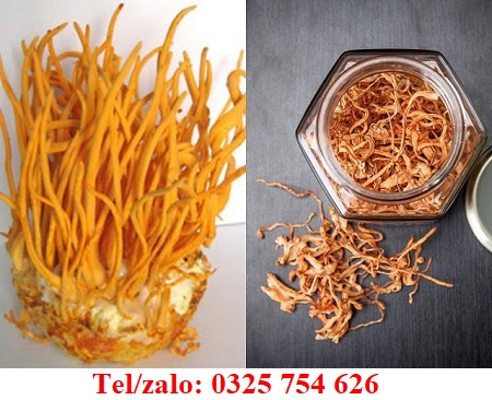 ĐÔNG TRÙNG HẠ THẢO TƯƠI