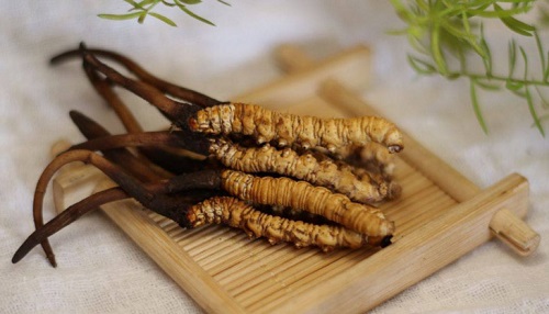 ĐÔNG TRÙNG HẠ THẢO DẠNG VIÊN