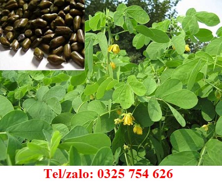 MẮT BỊ MỜ, HUYẾT ÁP TĂNG VÀ BÀI THUỐC UỐNG NƯỚC HẠT MUỒNG