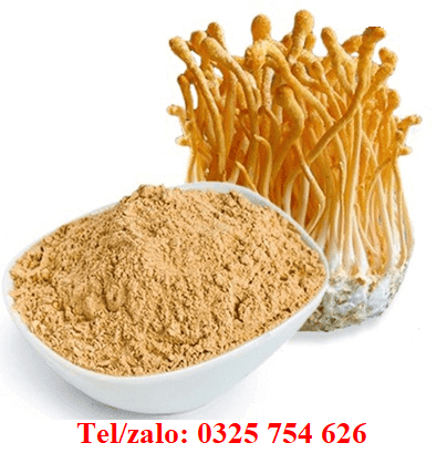 ĐÔNG TRÙNG HẠ THẢO DẠNG BỘT