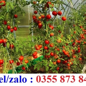 BÁN HẠT GIỐNG NÔNG NGHIỆP ĐỦ LOẠI: CÀ CHUA, DƯA LEO, ĐU ĐỦ