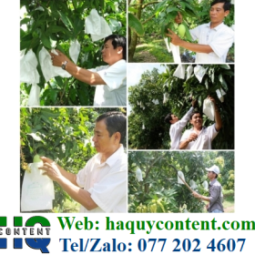 BÁN LẺ 30 CÁI, 50 CÁI, 100 CÁI TÚI BAO BỌC BƯỞI DA XANH