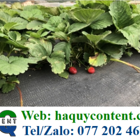 BÁN MÀNG BẠT PHỦ TRỒNG RAU GIÁ RẺ, SỈ TPHCM