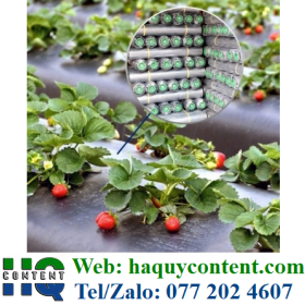 BÁN MÀNG PHỦ NÔNG NGHIỆP ĐEN PHỦ LUỐNG 2 MẶT