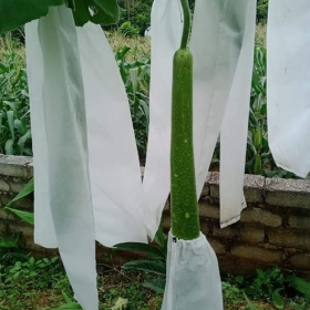 BAO BỌC MƯỚP SẢN XUẤT SỐ LƯỢNG LỚN CUNG CẤP SỈ LẺ TOÀN QUỐC
