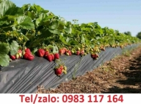 BÁO GIÁ BÁN CUỘN THẢM PE PHỦ LUỐNG TRỒNG RAU GIÁ RẺ