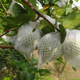 BAO XỐP LỒNG ỔI GIÁ TỐT SHIP COD TOÀN QUỐC