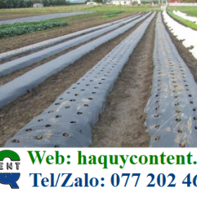 BẠT NHỰA KHÁNG TIA UV, BẠT NGĂN CỎ DẠI GIÁ TỐT