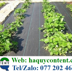 BẠT NHỰA PP PHỦ ĐẤT NGĂN CỎ DÀI 100M NHIỀU KHỔ