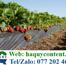 BẠT PHỦ CHỐNG CỎ GIÁ RẺ, SHIP COD TẬN NƠI