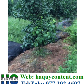 BẠT PHỦ ĐẤT TRỒNG RAU GIÁ RẺ, KHỔ 1M, 1.5M, 2M, 3.2M, 4M