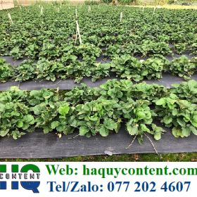 BẠT PHỦ NÔNG NGHIỆP TRẮNG ĐEN NGĂN CỎ DẠI CÔN TRÙNG GIÁ RẺ