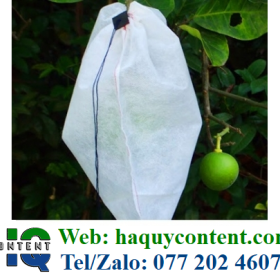 CÂY CHỢ SỈ ONLINE CHUYÊN CÁC LOẠI TÚI BỌC BƯỞI, XOÀI, MƯỚP