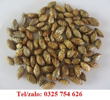 CÂY KÉ ĐẦU NGỰA VÀ TÁC DỤNG CHỮA BỆNH MỀ ĐAY