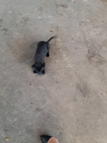 CHÓ MỰC VÀ MÈO NHÉP