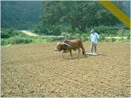 CHÚ BÒ MÀU BẠC XÁM