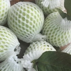 CHUYÊN BAO XỐP LÒNG ỔI, VÚ SỮA, XOÀI TÁO…