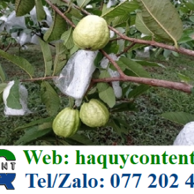 COMBO BỘ BAO LƯỚI TÚI NOLON, DÂY THUN LÒNG ỔI