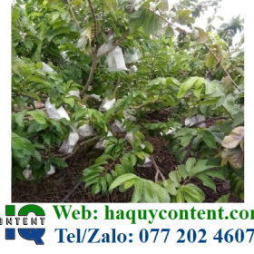 COMBO TÚI XỐP, DÂY THUN CỘT BỌC ỔI GIÁ RẺ
