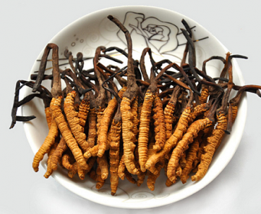 ĐÔNG TRÙNG HẠ THẢO DẠNG VIÊN