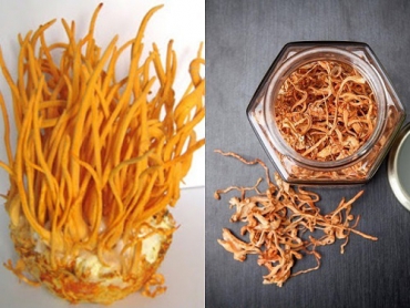 ĐÔNG TRÙNG HẠ THẢO KHÔ