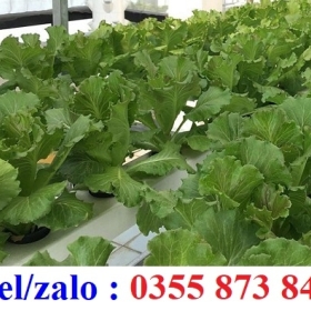 HẠT GIỐNG CẢI ĐỦ LOẠI GIÁ RẺ