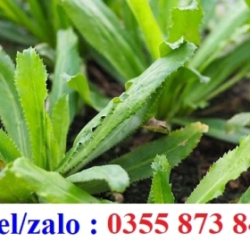 HẠT GIỐNG NGÒ GAI GIÁ RẺ