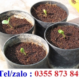 HẠT GIỐNG ỚT, HẠT GIỐNG ĐU ĐỦ LÙN, HẠT GIỐNG DƯA HẤU