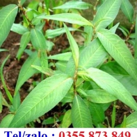 HẠT GIỐNG RAU MÙI:  RAU RĂM, DIẾP CÁ, RAU BẠC HÀ, TÍA TÔ