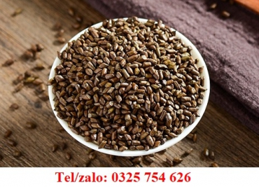 HẠT MUỒNG (LẠC GIỜI) UỐNG THAY TRÀ GIÚP THANH LỌC CƠ THỂ