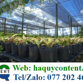 LƯỚI LAN CHE CÂY CẢNH MUA Ở ĐÂU CHẤT LƯỢNG GIÁ RẺ?