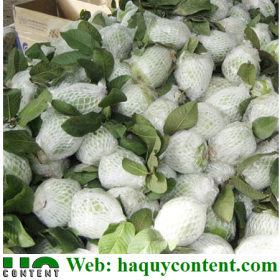LƯỚI XỐP BAO BỌC TRÁI CÂY GIÁ RẺ MIỀN TRUNG