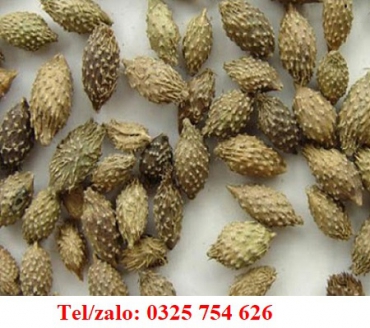 MẨN NGỨA, MỀ ĐAY – SAO VÀNG HẠT KÉ UỐNG KHỎI NGAY