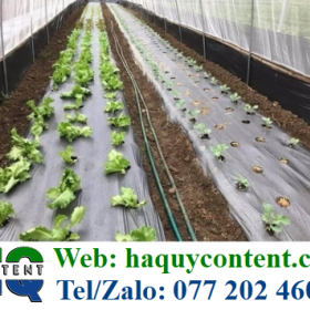 MÀNG BẠT TRỒNG RAU, MÀNG PHỦ NÔNG NGHIỆP NGĂN CỎ DẠI MỌC