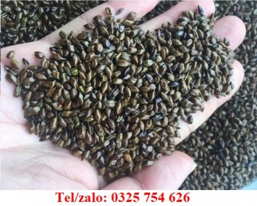 MẮT BỊ MỜ, HUYẾT ÁP TĂNG VÀ BÀI THUỐC UỐNG NƯỚC HẠT MUỒNG