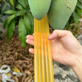 MUA KEO NẾN VÀNG GIÁ TỐT HÀNG CHẤT LƯỢNG 