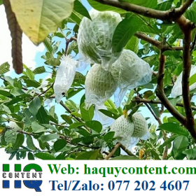 MUA TÚI BÓNG BỌC ỔI SỐ LƯỢNG LỚN Ở ĐÂU TIN CẬY?