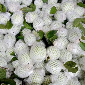 MUA XỐP ỔI GIÁ RẺ LIÊN HỆ TẠI ĐÂY