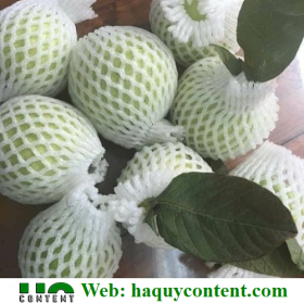 MUA XỐP ỔI LÒNG SẴN GIÁ75K 1 KG TẠI ĐÂY SHIP TẬN NƠI