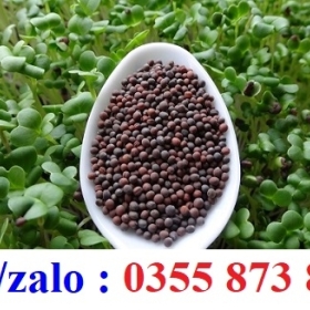 NƠI BÁN HẠT CẢI BẸ, CẢI MỠ, CẢI NGỒNG, CẢI BÓ XÔI