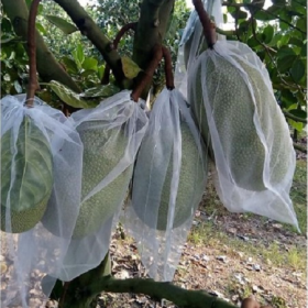 SẢN XUẤT TÚI BỌC MÍT SỐ LƯỢNG LỚN BÁO GIÁ RẺ