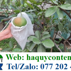 SHOP CHUYÊN BÁN LẺ TÚI LƯỚI BỌC BƯỞI DA XANH