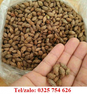 SHOP CHUYÊN BÁN THẢO DƯỢC – KÉ ĐẦU NGỰA