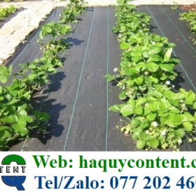 TẤM BẠT PHỦ CHỐNG CỎ DẠI GIÁ RẺ, LOẠI DÀY MỎNG