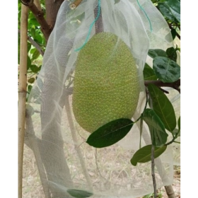 TÚI BỌC MÍT BỀN DAI CHỊU LỰC TỐT BÁN GIÁ SIÊU RẺ