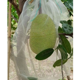 TÚI BỌC MÍT CHẤT LIỆU, QUY CÁCH, ĐÓNG GÓI, CÔNG DỤNG, GIÁ CẢ