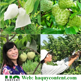 TÚI BỌC NA CHẤT LIỆU, QUY CÁCH, ĐÓNG GÓI, CÔNG DỤNG, GIÁ CẢ