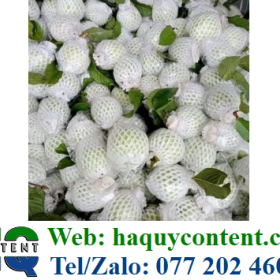 XỐP LỒNG ỔI SIZE 14CM, 15CM , 16CM