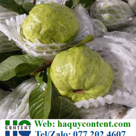 XỐP LƯỚI BAO TRÁI CÂY ( NA, ỔI, BƯỞI, XOÀI, TÁO )