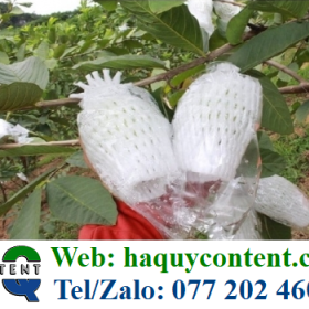 XỐP LƯỚI TRẮNG BỌC ỔI